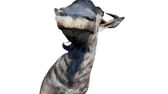 Streifengnu Trophäe