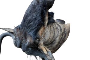 Streifengnu Trophäe