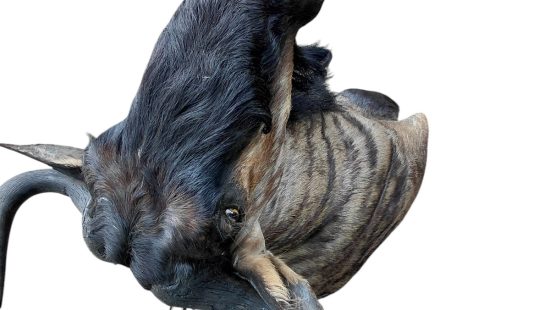 Streifengnu Trophäe