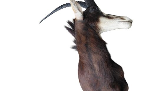 Sable Antilope Trophäe