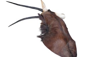 Sable Antilope Trophäe