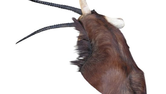 Sable Antilope Trophäe