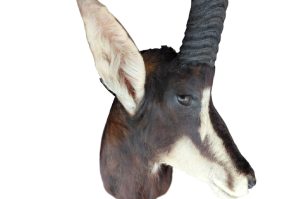 Sable Antilope Trophäe