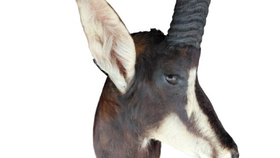 Sable Antilope Trophäe