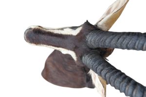 Sable Antilope Trophäe