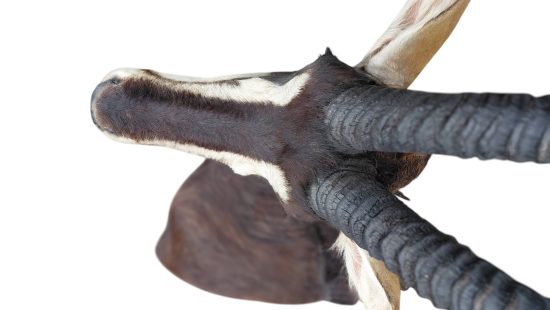 Sable Antilope Trophäe