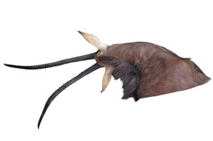Sable Antilope Trophäe