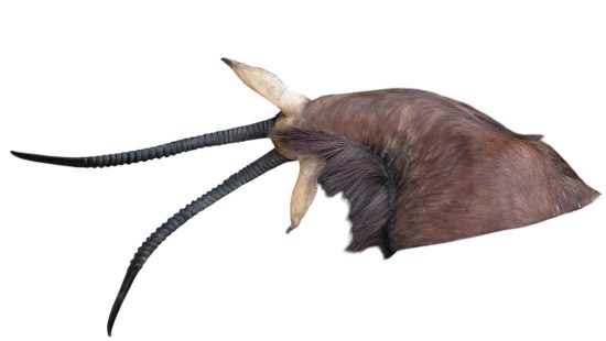 Sable Antilope Trophäe