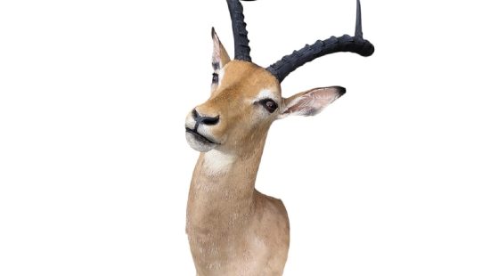 Impala Trophäe