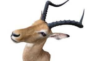 Impala Trophäe
