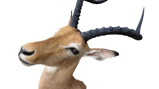 Impala Trophäe