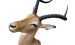 Impala Trophäe