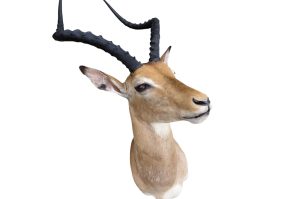 Impala Trophäe