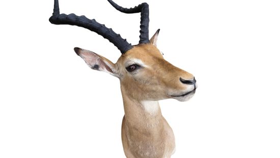 Impala Trophäe