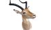 Impala Trophäe