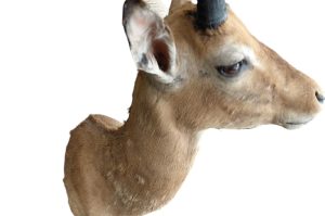 Impala Trophäe