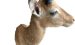 Impala Trophäe