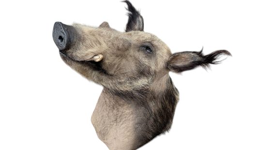 Buschschwein Trophäe