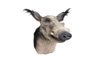 Buschschwein Trophäe