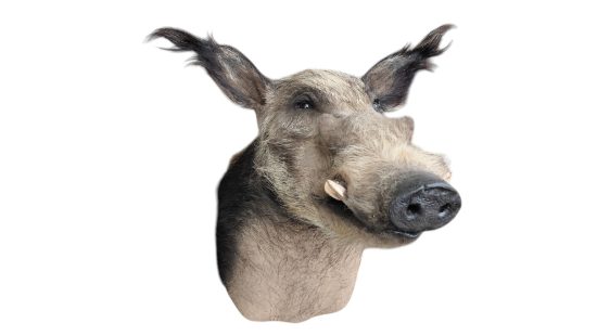 Buschschwein Trophäe