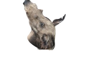 Buschschwein Trophäe