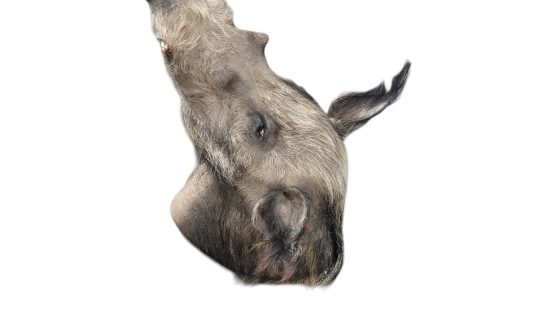 Buschschwein Trophäe