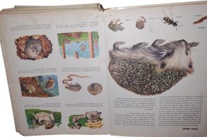 Kinder Kosmos Bücher