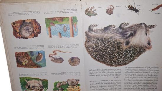 Kinder Kosmos Bücher