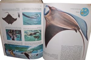 Kinder Kosmos Bücher