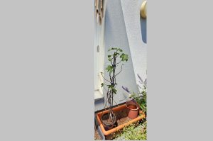 Topfpflanze Feigenbaum
