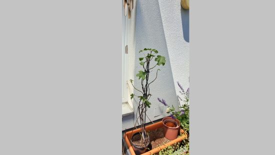 Topfpflanze Feigenbaum