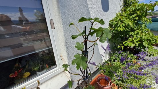 Topfpflanze Feigenbaum