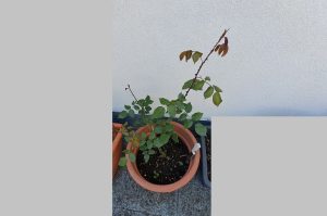Topfpflanze Rose