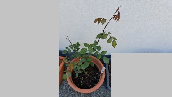 Topfpflanze Rose