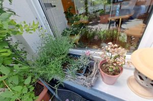 Deko und Fensterbankblumen