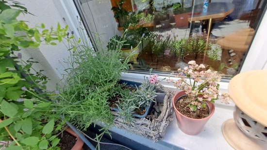 Deko und Fensterbankblumen