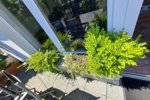 Fensterbankpflanzen