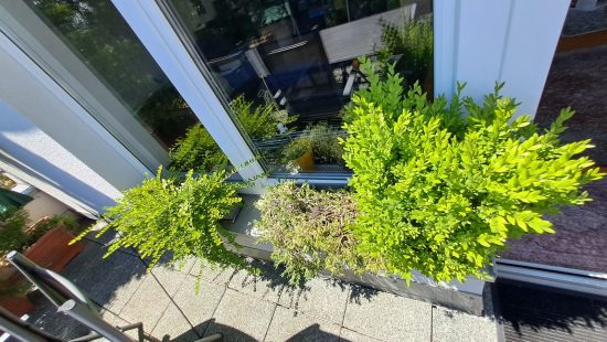 Fensterbankpflanzen