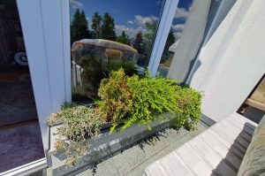 Fensterbankpflanzen
