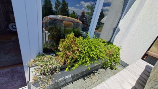 Fensterbankpflanzen