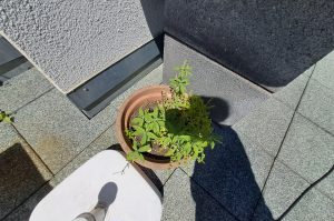 Fensterbankpflanzen