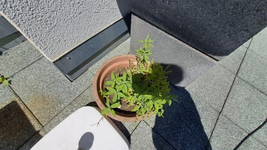Fensterbankpflanzen