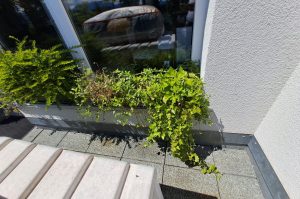 Fensterbankpflanzen