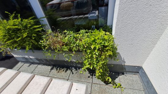 Fensterbankpflanzen