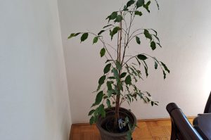 Ficus Kübelpflanze
