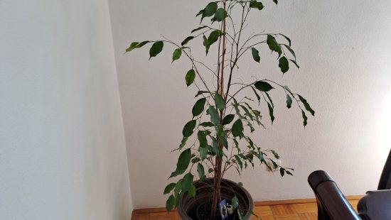 Ficus Kübelpflanze