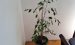 Ficus Kübelpflanze