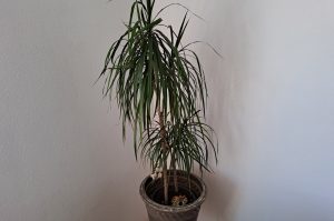 Zimmerpflanze