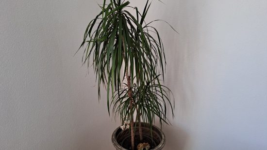 Zimmerpflanze