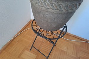 Zimmerpflanze